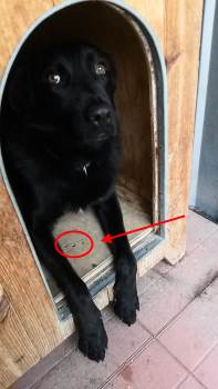 pavimento riscaldato cuccia per cane