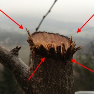 Taglio di potatura errato con bordo frastagliato dato da effetto masticatura