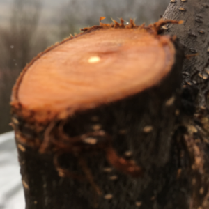 Taglio di potatura correttamente inclinato, netto pulito