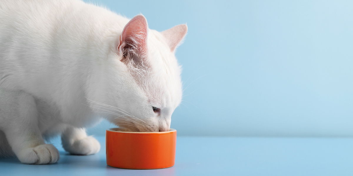 blog_luglio_ROYALCANIN