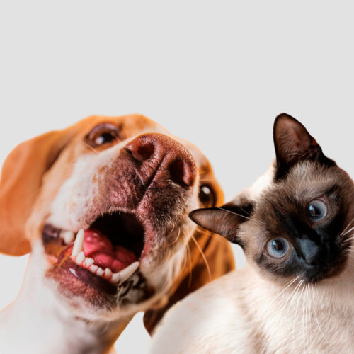 blog_luglio_ROYALCANIN7 blog_luglio_ROYALCANIN7