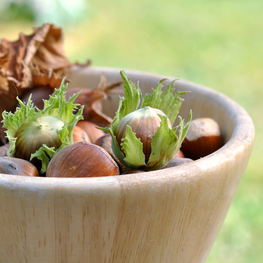 blog_AGOSTO-nocciole5
