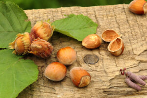 blog_AGOSTO-nocciole6 blog_AGOSTO-nocciole6
