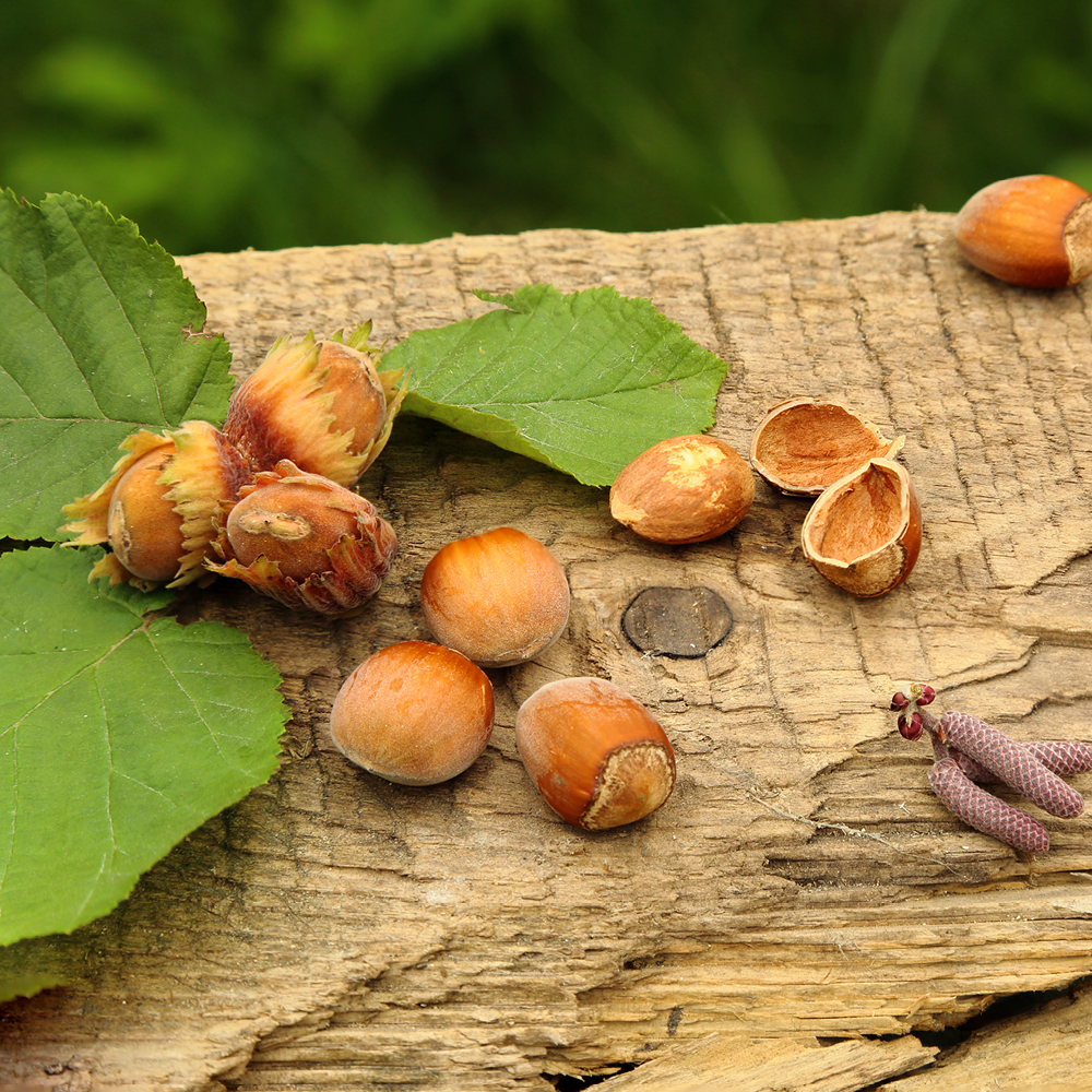 blog_AGOSTO-nocciole6