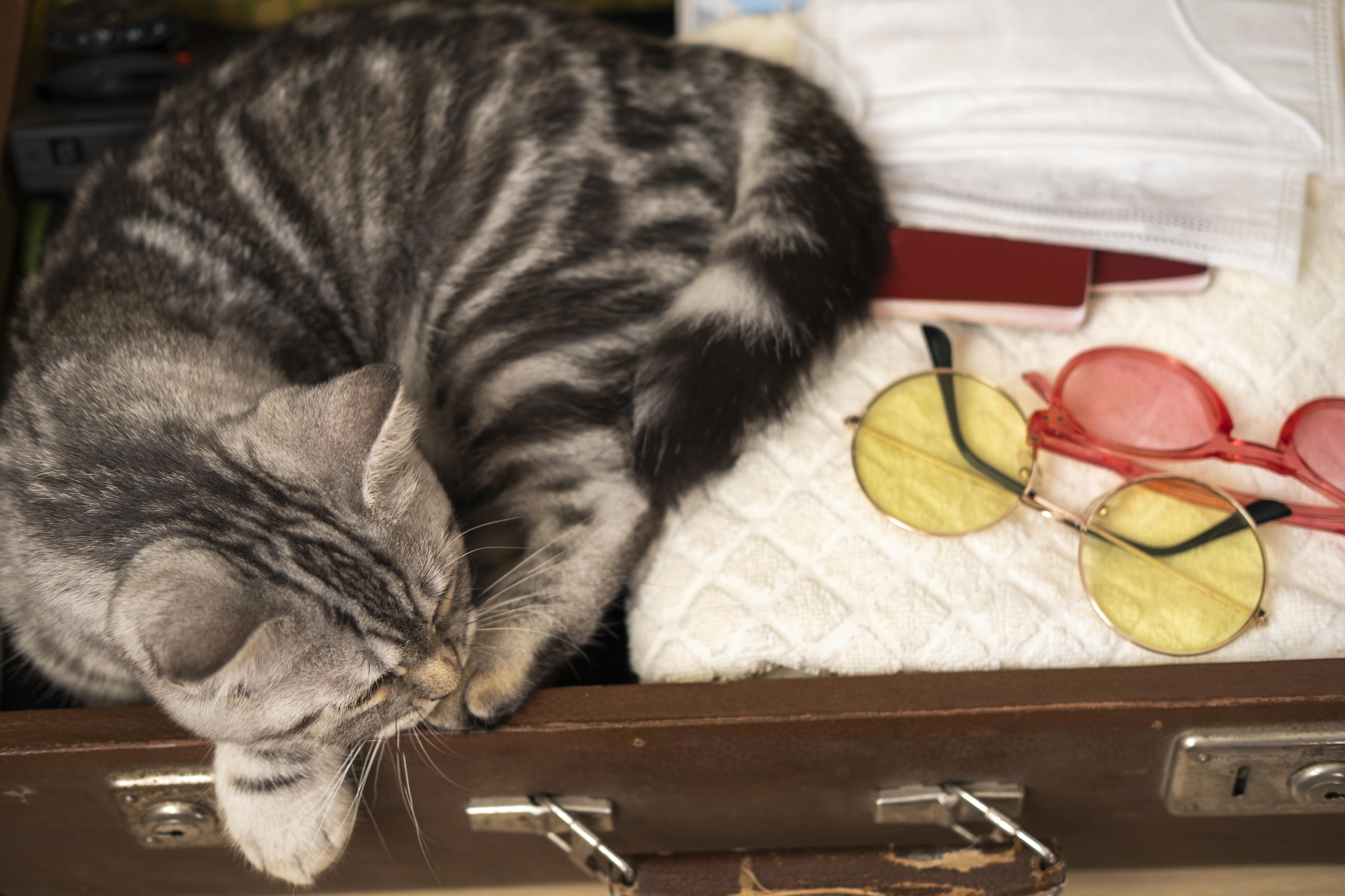 cat-sleeping-luggage-case-high-view