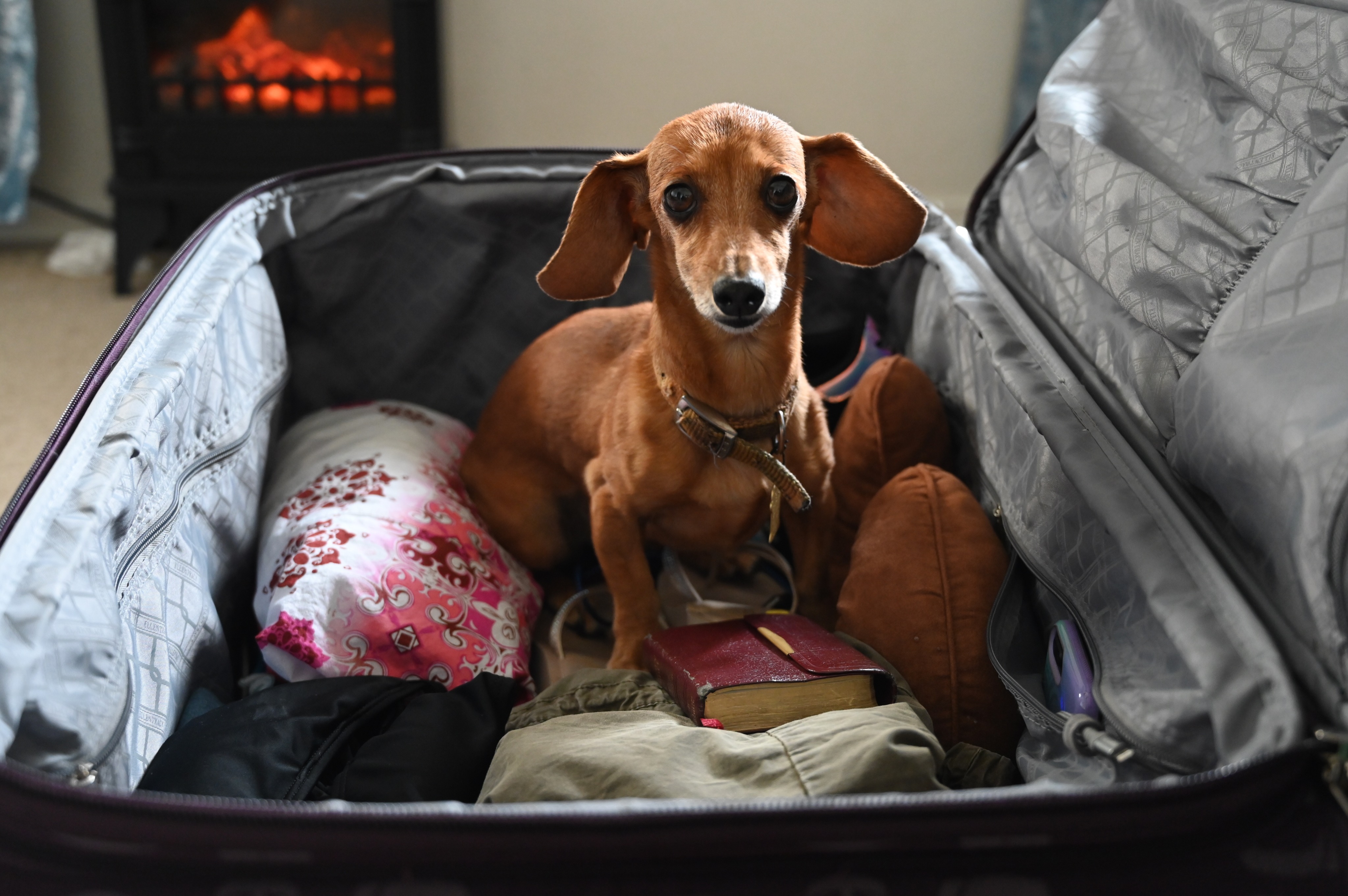 portrait-dog-relaxing-sofa-home